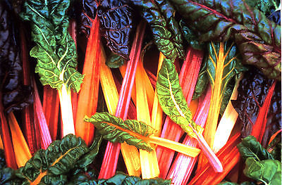 Swiss Chard Seeds - BRIGHT LIGHTS - Colorful Variety -theseedhouse- 20 Seeds