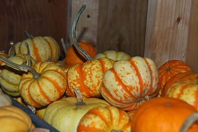 Pumpkin Seeds - HOOLIGAN - Trailing Vine - Sweet Tasting Vegetable - 10 Seeds 