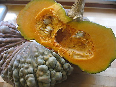 Pumpkin Seeds - MARINA DE CHIOGGIA - Cucurbita Moschata - GMO FREE - 10 Seeds