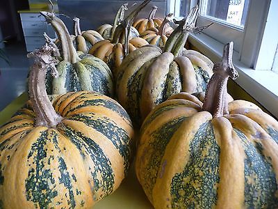 Pumpkin Seeds - TONDA PANDA - UNIQUE / RARE - Edible & Decorative - 10 Seeds