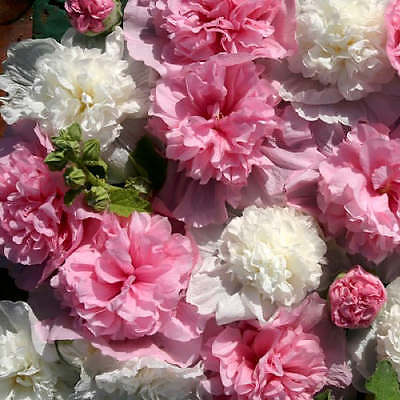 Hollyhock Seeds - THE BRIDESMAID - Butterly Favorite - Alcea - 25 Seeds