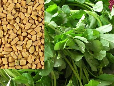 Fenugreek Seeds-Greek Hay-Herb and a Spice - theseedhouse -100+ Heirloom Seeds 