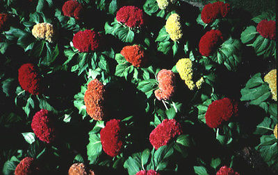 Celosia Seeds - CHIEF ROSE - Colorful Dry Flower Heads * theseedhouse *25+ Seeds