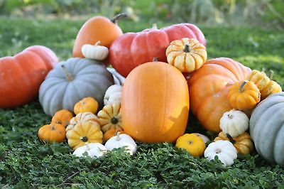 Pumpkin Patch - 5 Favorites - Heirloom Seeds - theseedhouse - 50+ Organic Seeds