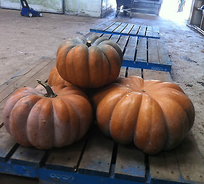 Pumpkin Seeds- INDIAN DOLL PUMPKIN - F1 Hybrid -Canadian 20 - 24 lbs.- 10 Seeds