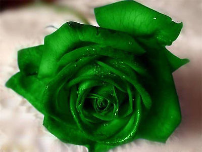 Emerald Rose Seeds - Bright Green Blooms - Winter Hardy Plant -10 Seeds