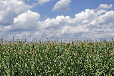 Canadian Field Corn - Silage - Livestock Feed - NON GMO - 5 lb. Organic Seeds 