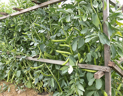Beans Seeds - FAVA BROAD - Fastest Maturing Bean Varieties-Nutritional- 10 Seeds
