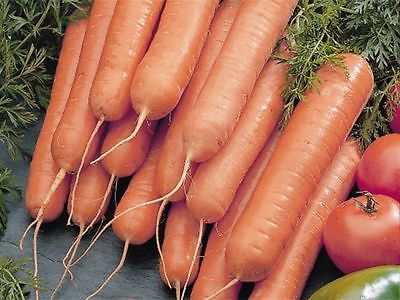 Carrot Seeds - SCARLET NANTES - Orange Interior with Sweet Taste - 100+ Seeds 