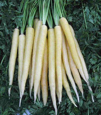 Carrot Seeds - CREME DELIGHT - Same Carrot Flavor - Unique Variety - 50 Seeds 