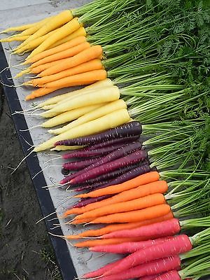 Carrot Seeds - RAINBOW BLEND -Healthy Garden Vegetable- GMO FREE - 50 Seeds