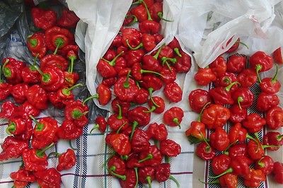 Red Scotch Bonnet Pepper Seeds - Firey Hot!!! - Vegetable -theseedhouse-10 Seeds