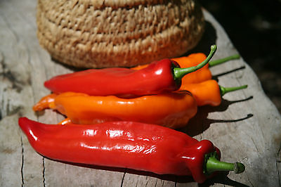 Pepper Seeds - SWEET TWISTER -  Long Sweet Peppers - Mild Taste - 10 Seeds 
