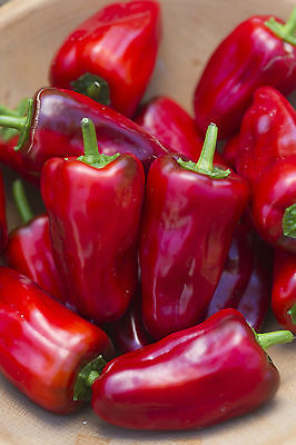 Hot Pepper Seeds - SWEET HEAT - Hybrid Hot Pepper - Gmo Free - 10 Seeds