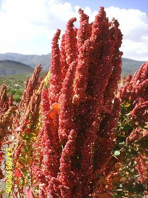 Quinoa Seeds - ROYAL RED - Highly Nutritious Grain - Natural Detox -200+ Seeds 