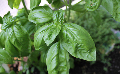 Basil Seeds - EOWYN - Popular Herb for Flavoring - MEDICINAL - 50+ Seeds