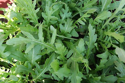 Arugula Selvatica Seeds - Garden Rocket Herb - HEALTH BENEFITS  - 50 Seeds