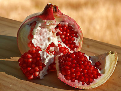 Pomegranate Seeds - Rounded Shrub - Small Tree- MEDICINAL BENEFITS - 25 Seeds 