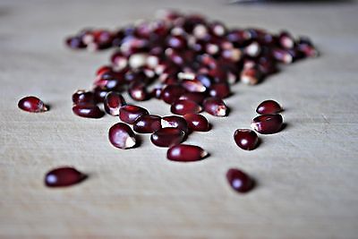 Crimson Popcorn Seeds -Easy to Grow Your Own - Red Zea Mays - 50+ Seeds