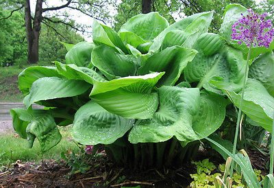 Hosta Plant - SUM & SUBSTANCE - GIANT PERENNIAL for SHADY AREAS - 1 Shoot