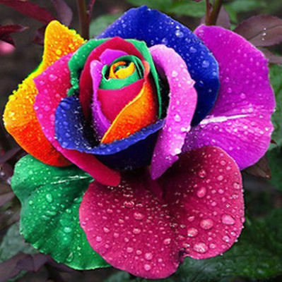 Rainbow Rose Seeds -  Multicolor Variety Roses - Winter Hardy Plant - 10 Seeds