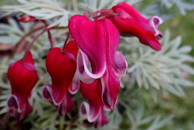 Dicentra Spectabilis Seeds - KING OF HEARTS - Shade Perennial - 40 Seeds  