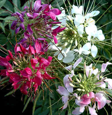 Cleome Seeds - SPARKLER MIX - Pink, White, Purple Flowers - Annual - 30+ Seeds