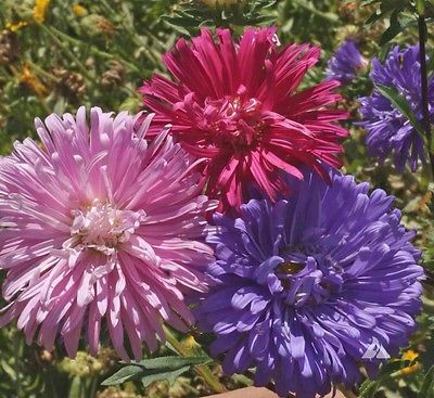 Aster Seeds ~ CREGO MIX ~ Giant Flowering Annuals ~ Heirloom!!! ~~~ 25+ Seeds~