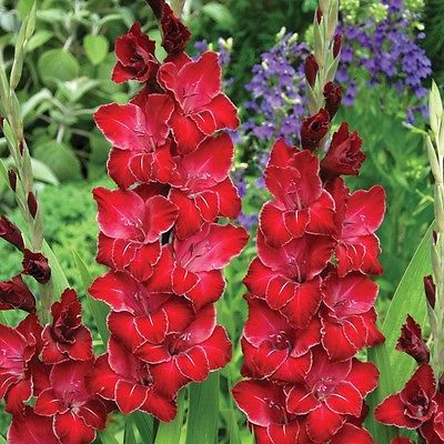 Gladiolus Bulbs - BACCARAT -  Sword Lily - Deep Scarlet Blooms - 6 Bulbs