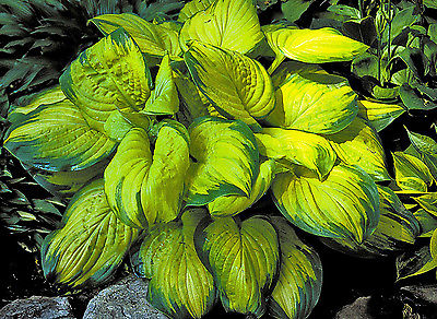 Hosta Plant - STAINED GLASS - Great in Containers - Shade Perennial - 2 Shoots