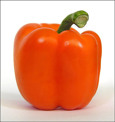 Sweet Bell Pepper Seeds - ORIOLE - Blocky Four Lobed Fruit - Canada - 20 Seeds