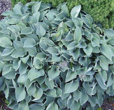 Hosta Plant - BLUE BOY - Great Container Plant - Shade Perennial - 2 Shoots