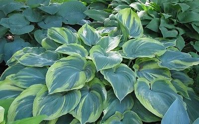 Hosta Plant - EARTH ANGEL - Great Container Plant - Perennial - 2 Shoots