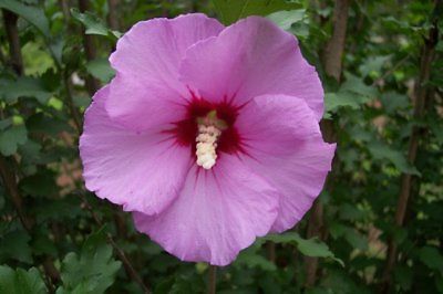 Rose of Sharon Seeds - PURPLE SATIN - Canadian Perennial - Bulk - 100+ Seeds 