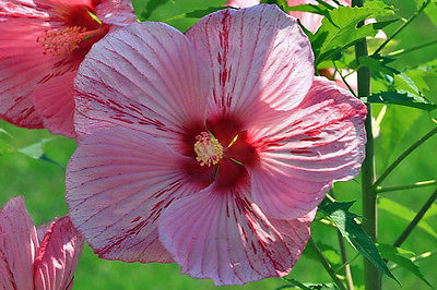 Hardy Hibiscus Seeds- PEPPERMINT SCHNAPPS - Winter Hardy Shrub - 10 Seeds 