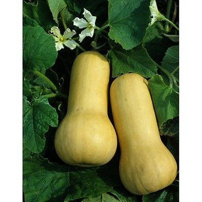 Squash Seeds - EARLY BUTTERNUT HYBRID - Vegetable - theseedhouse - 10+ Seeds 