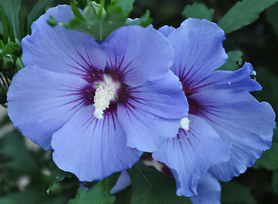 Rose of Sharon - BLUE SATIN - Hardy Perennial Shrub - Huge Blooms - 25+ Seeds