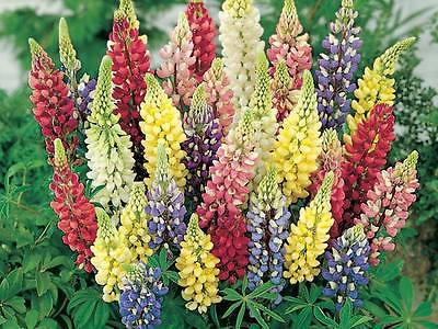 Lupin Seeds * RUSSELL MIXED * Heirloom Perennial Variety  IPOD Series -25 Seeds 