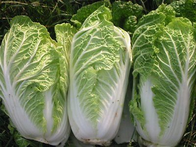 Cabbage Seeds - GREEN ROCKET - Michihli Type - Gmo Free, Organic - 50 Seeds
