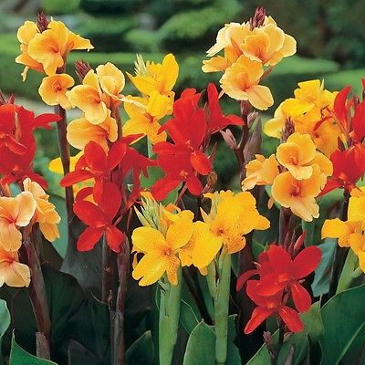 Canna Lily Seeds - MIXED VARIETIES - Easy to Grow - Exotic Blooms - 10 Seeds
