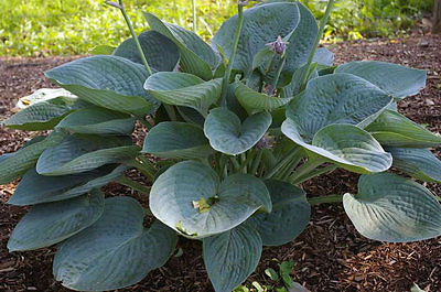 Hosta Plant - GENTLE GIANT - GIANT PERENNIAL for SHADY AREAS - 1 Shoot