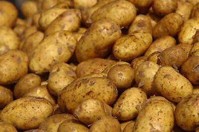 Irish Potato Tubers - Excellent Choice for Baked, Fried, Boiled - 6 Tubers 