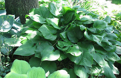 Hosta Plant - FRIED GREEN TOMATOES - Fragrant Shade Perennial - 2 Shoots