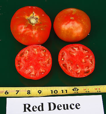 Tomato Seeds - RED DEUCE VFF/TMV - Hybrid Bush Tomato Variety - 25 Seeds