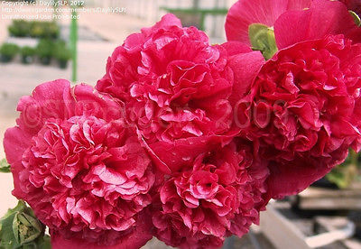 Alcea Chaters Seeds - ALTHEA - Double Red - Canadian Cottage Garden - 25+ Seeds