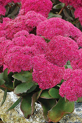 Sedum Spectabile Plant - BIRTHDAY PARTY -Autumn Stonecrop Perennial - 4 Cuttings
