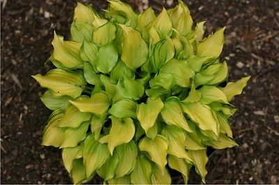 Hosta Plant - CRACKER CRUMBS - Great Container Plant- Shade Perennial - 2 Shoots