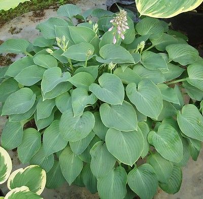 Hosta Plant - CANDY HEARTS - Great Container Plant - Shade Perennial - 2 Shoots