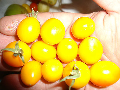Tomato Seeds - GOLDEN MILANO - Great Taste - Vegetable - theseedhouse -10 Seeds
