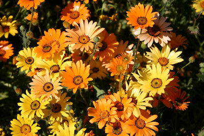 African Daisy - Produces Extravagant Color for Weeks - theseedhouse - 50 Seeds